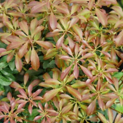Interstella® Lily-of-the-Valley Shrub 10 Interstella® Lily-of-the-Valley Shrub -Plant Series pieris interstella 2