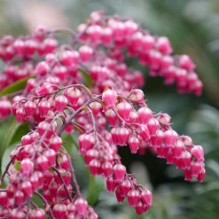 Interstella® Lily-of-the-Valley Shrub 11 Interstella® Lily-of-the-Valley Shrub -Plant Series pieris interstella 4