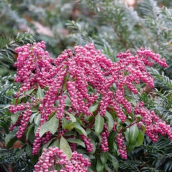 Interstella® Lily-of-the-Valley Shrub 12 Interstella® Lily-of-the-Valley Shrub -Plant Series pieris interstella 5