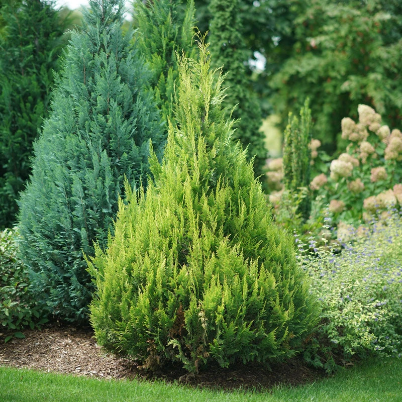 Pinpoint® Gold False Cypress 4 Pinpoint® Gold False Cypress - Image 2