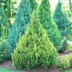 Pinpoint® Gold False Cypress 8 Pinpoint® Gold False Cypress -Plant Series pinpoint gold false cypress 2