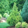 Pinpoint® Gold False Cypress -Plant Series pinpoint gold false cypress 3