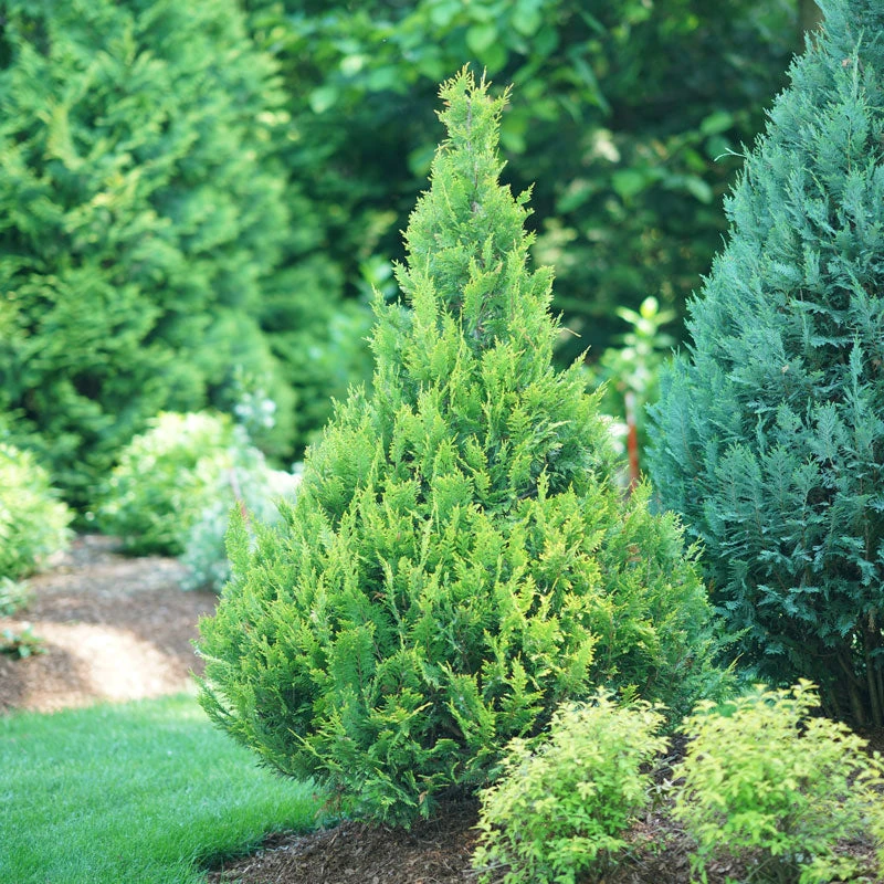 Pinpoint® Gold False Cypress 3 Pinpoint® Gold False Cypress