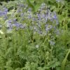 'Heavenly Habit' Jacob's Ladder -Plant Series polemonium heavenly habit 1 sw