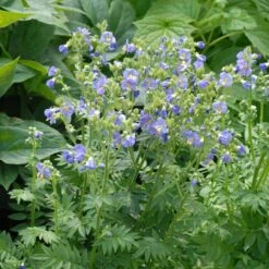 'Heavenly Habit' Jacob's Ladder 6 'Heavenly Habit' Jacob's Ladder -Plant Series polemonium heavenly habit 2 sw