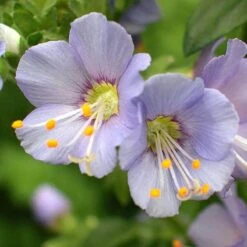 'Heavenly Habit' Jacob's Ladder 7 'Heavenly Habit' Jacob's Ladder -Plant Series polemonium heavenly habit 3 sw