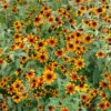 'Prairie Glow' Brown-Eyed Susan (Rudbeckia) 2 'Prairie Glow' Brown-Eyed Susan (Rudbeckia) -Plant Series prairie glow brown eyed susan