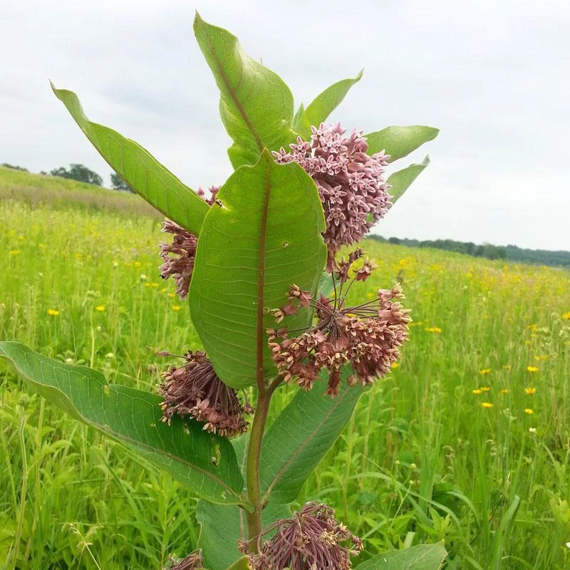 Prairie Milkweed 3 Prairie Milkweed