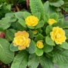 Belarina® Buttercup Primrose 1 Belarina® Buttercup Primrose -Plant Series primula belarina buttercup 2 P 51d28935 cdbe 4b2d 962c 5740bc8b8233