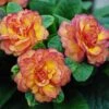 Belarina® 'Nectarine' Primrose -Plant Series primula belarina nectarine 1 P 0ca89f20 3323 4467 bec1 bf212aaaae55 sw