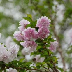 Zuzu® Flowering Cherry Shrub -Plant Series prunus zuzu 1 P