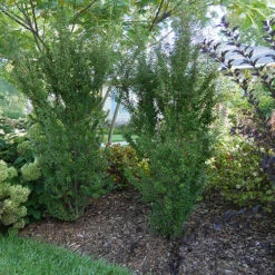 Zuzu® Flowering Cherry Shrub -Plant Series prunus zuzu 2 P