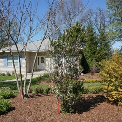 Zuzu® Flowering Cherry Shrub -Plant Series prunus zuzu 3 P