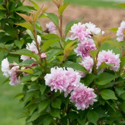 Zuzu® Flowering Cherry Shrub -Plant Series prunus zuzu 4 P