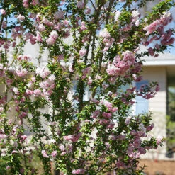 Zuzu® Flowering Cherry Shrub -Plant Series prunus zuzu 5 P