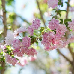 Zuzu® Flowering Cherry Shrub -Plant Series prunus zuzu 6 P