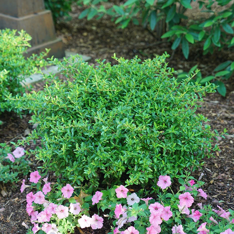 Juke Box® Pyracomeles 3 Juke Box® Pyracomeles