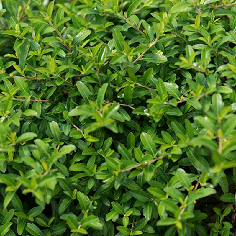 Juke Box® Pyracomeles 4 Juke Box® Pyracomeles - Image 2