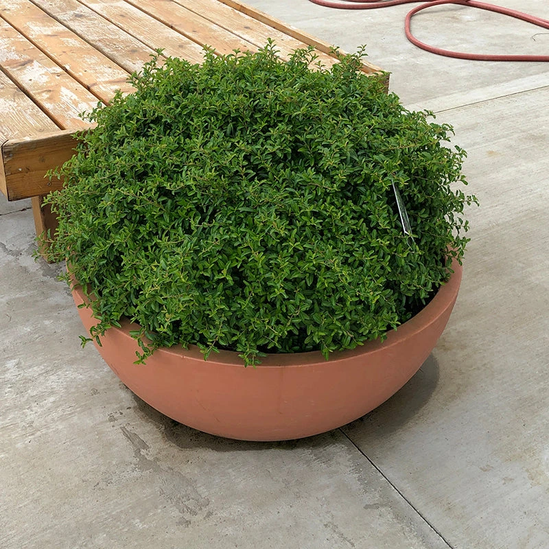 Juke Box® Pyracomeles 5 Juke Box® Pyracomeles - Image 3