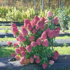 Quick Fire Fab® Panicle Hydrangea 10 Quick Fire Fab® Panicle Hydrangea -Plant Series quick fire fab panicle hydrangea 1