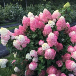 Quick Fire Fab® Panicle Hydrangea 11 Quick Fire Fab® Panicle Hydrangea -Plant Series quick fire fab panicle hydrangea 2