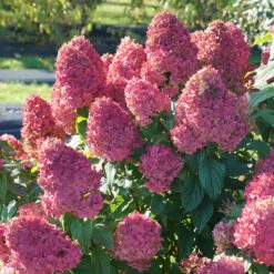 Quick Fire Fab® Panicle Hydrangea 12 Quick Fire Fab® Panicle Hydrangea -Plant Series quick fire fab panicle hydrangea 3