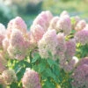 Quick Fire Fab® Panicle Hydrangea -Plant Series quick fire fab panicle hydrangea 4