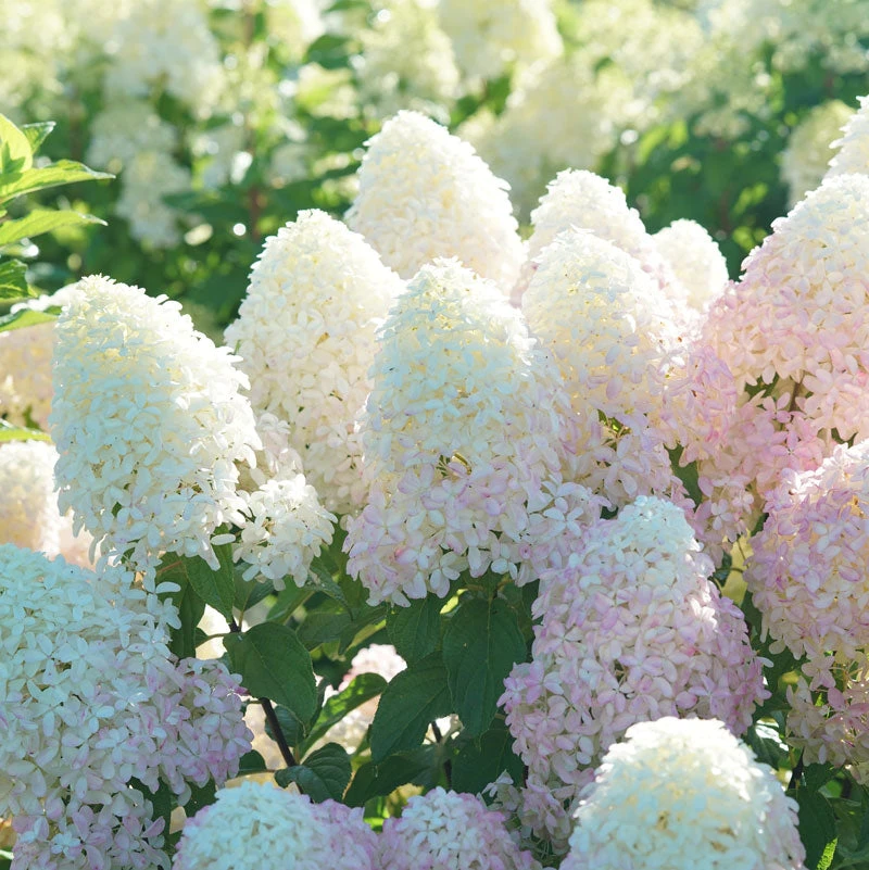 Quick Fire Fab® Panicle Hydrangea 4 Quick Fire Fab® Panicle Hydrangea - Image 2