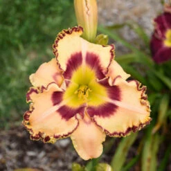 Rainbow Rhythm® 'King Of The Ages' Daylily -Plant Series rainbow rhythm king of the ages daylily 2