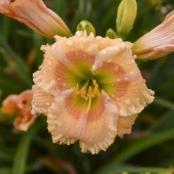 Rainbow Rhythm® 'Orange Smoothie' Daylily -Plant Series rainbow rhythm orange smoothie daylily 2