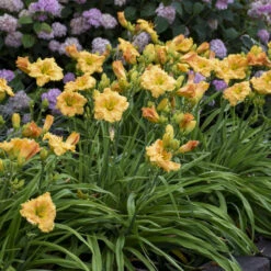 Rainbow Rhythm® 'Orange Smoothie' Daylily -Plant Series rainbow rhythm orange smoothie daylily 3
