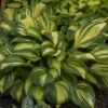 'Rainbow's End' Hosta 2 'Rainbow's End' Hosta -Plant Series rainbows end hosta 1