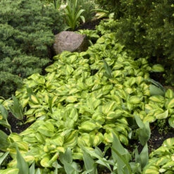 'Rainbow's End' Hosta -Plant Series rainbows end hosta 3