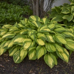 'Rainbow's End' Hosta -Plant Series rainbows end hosta 4