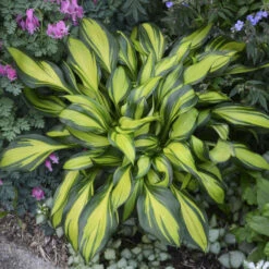 'Rainbow's End' Hosta -Plant Series rainbows end hosta 5