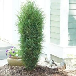 Fine Line® Improved Rhamnus -Plant Series rhamnus fine line improved 3 sw