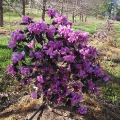 Black Hat® Rhododendron -Plant Series rhododendron black hat 1 cb6fd0bf 61f4 4683 bf52 5f71b24819e0 sw