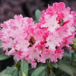 Dandy Man Color Wheel® Rhododendron -Plant Series rhododendron dandy man color wheel 3 sw