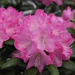 Dandy Man® Pink Rhododendron -Plant Series rhododendron dandy man pink 1 sw