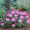 Dandy Man® Pink Rhododendron 2 Dandy Man® Pink Rhododendron -Plant Series rhododendron dandy man pink 3 sw