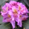 Dandy Man® Purple Rhododendron -Plant Series rhododendron dandy man purple 1 sw
