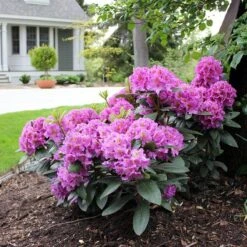 Dandy Man® Purple Rhododendron 8 Dandy Man® Purple Rhododendron -Plant Series rhododendron dandy man purple 3 sw