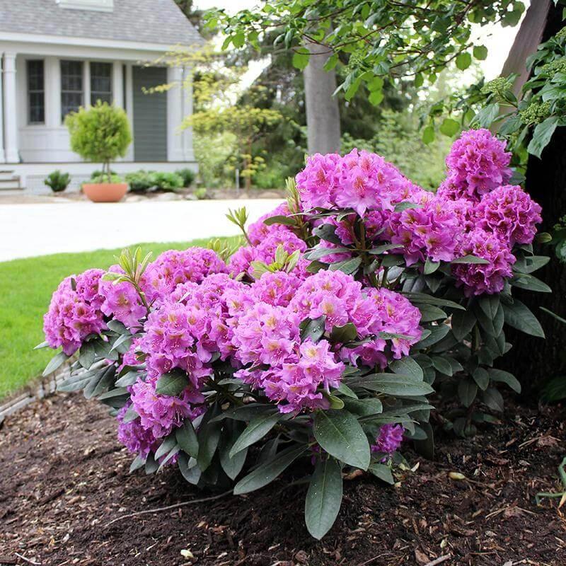 Dandy Man® Purple Rhododendron 5 Dandy Man® Purple Rhododendron - Image 3