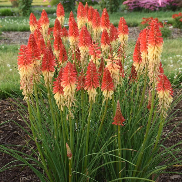 Pyromania™ 'Rockets Red Glare' Red Hot Poker 4 Pyromania™ 'Rockets Red Glare' Red Hot Poker - Image 2