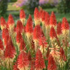 Pyromania™ 'Rockets Red Glare' Red Hot Poker 7 Pyromania™ 'Rockets Red Glare' Red Hot Poker -Plant Series rockets red glare red hot poker 2
