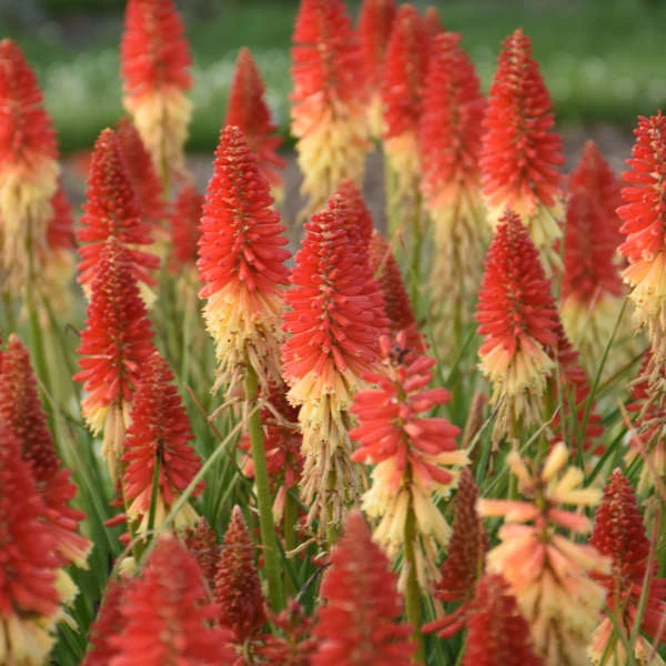 Pyromania™ 'Rockets Red Glare' Red Hot Poker 3 Pyromania™ 'Rockets Red Glare' Red Hot Poker