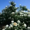 Cloud 10™ Climbing Rose -Plant Series rosa cloud 10 1 P sw