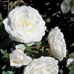 Cloud 10™ Climbing Rose -Plant Series rosa cloud 10 3 P sw