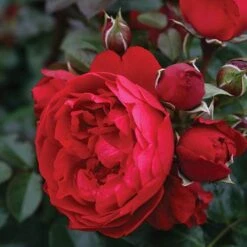 Florentina™ Climbing Rose -Plant Series rosa florentina 3 P sw