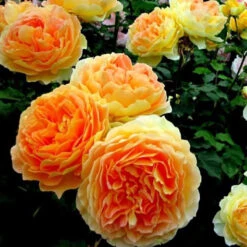 Climbing Rose Collection -Plant Series rosa garden sun 2